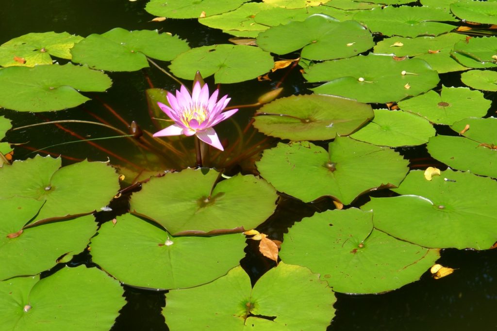 Flower in pond at Conservatory Garden in Central Park