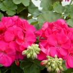 Hot Pink Geranium