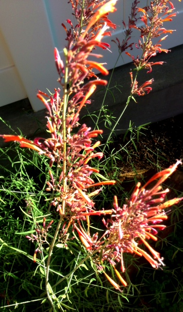 Indian paintbrush! www.mytributejournal.com