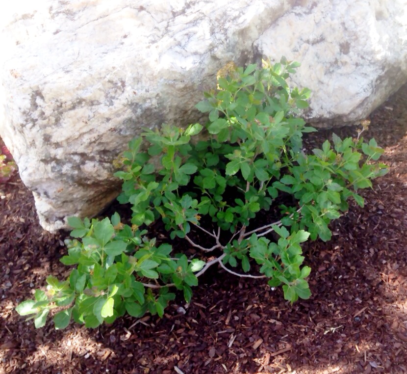 Lo-grow Sumac trees.