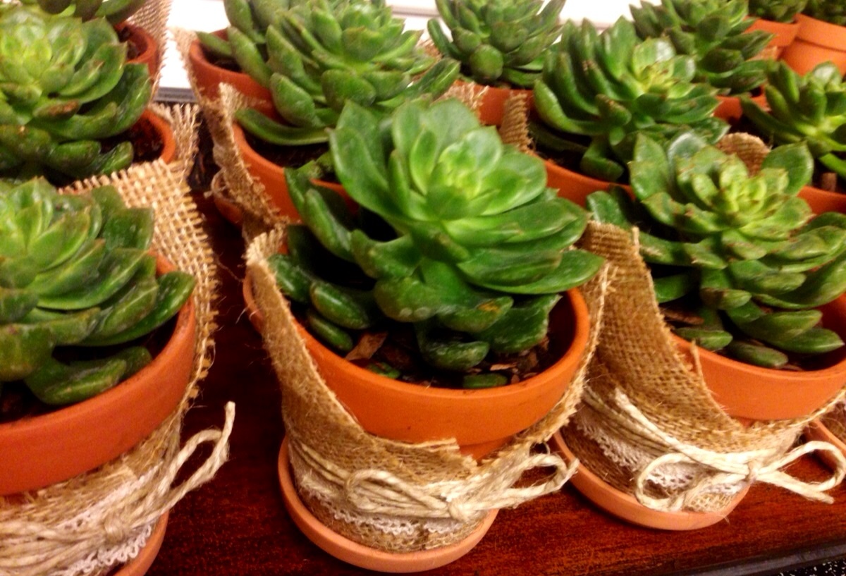 Succulent gifts! www.mytributejournal.com