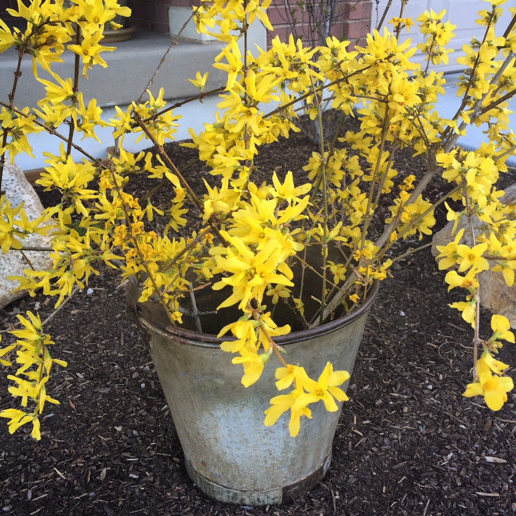 Forsythia blossoms www.mytributejournal.com