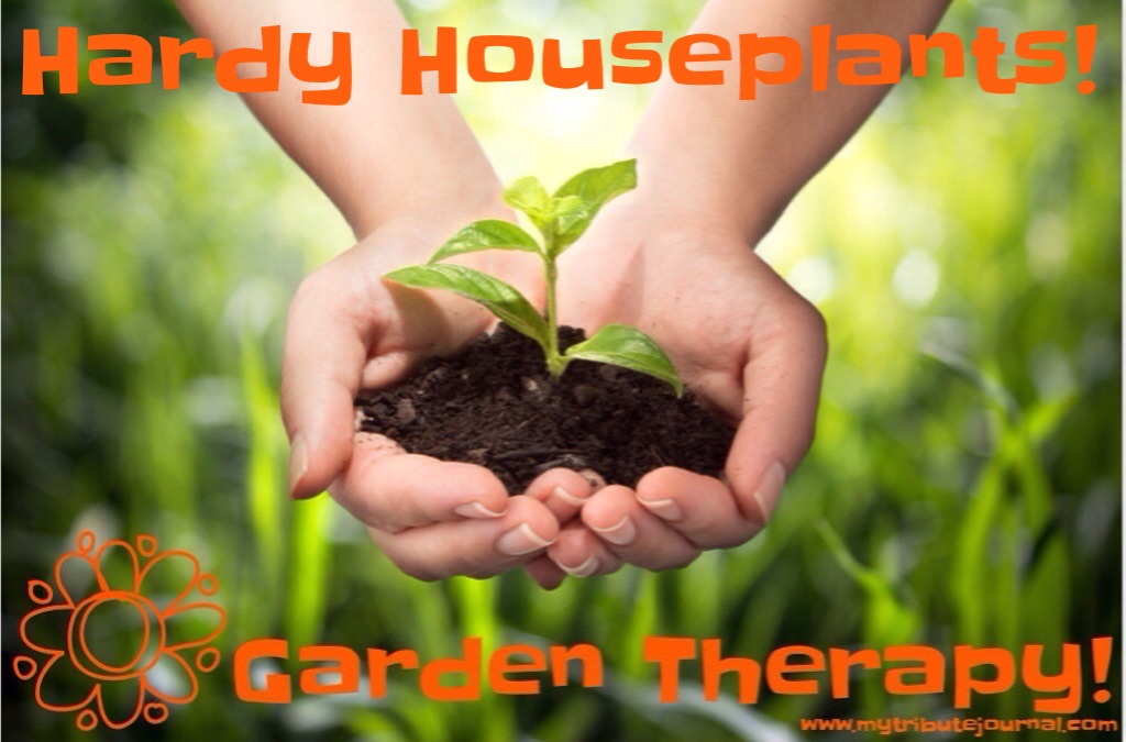 Garden Therapy! Hardy Houseplants!