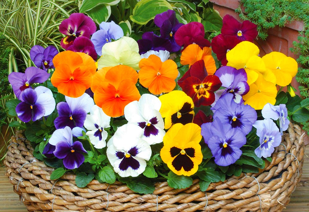 Pansies www.mytributejournal.com
