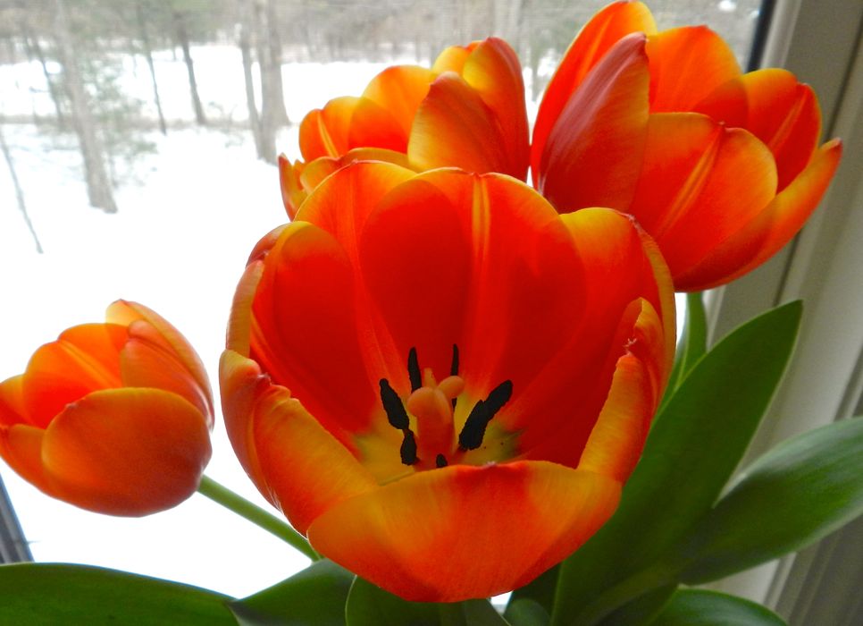 Tulips in winter.