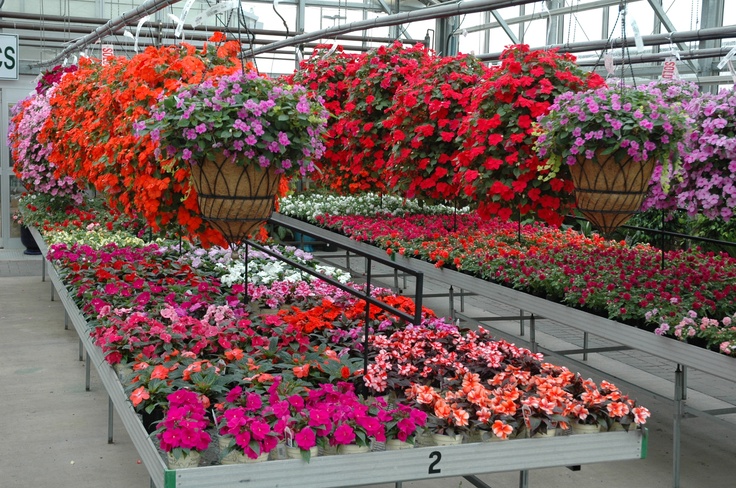 Colorful Shade plants--impatiens.