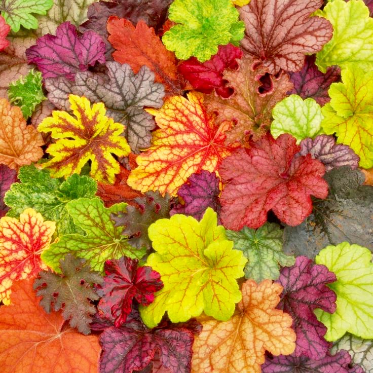 Coleus plants.