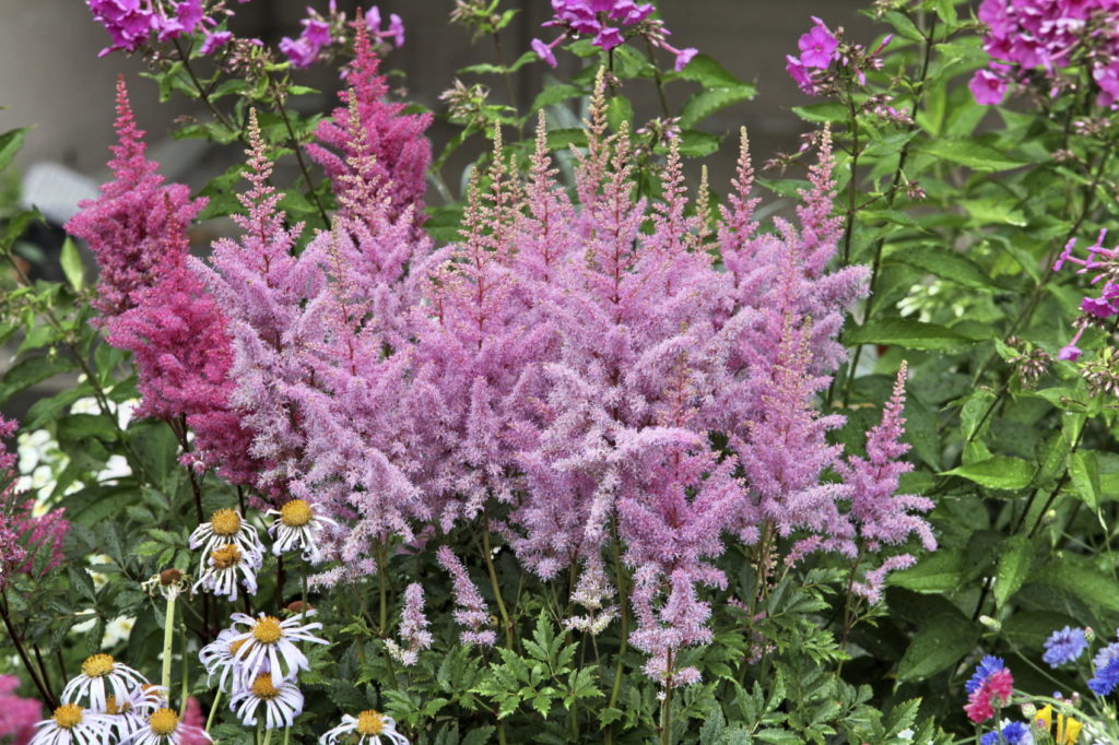 Astilbe-bloom