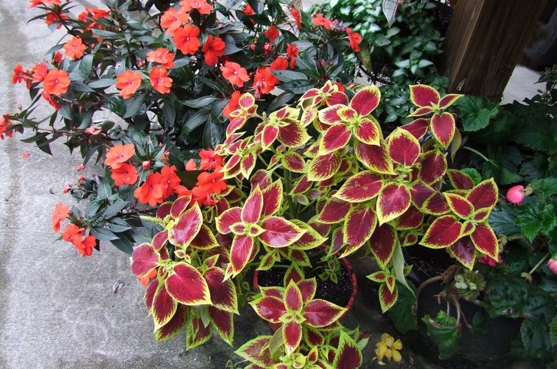 Colorful shade plants for container pots.
