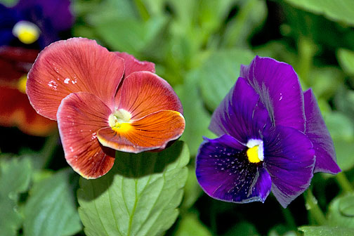 Colorful shade flowers-pansies and violas.