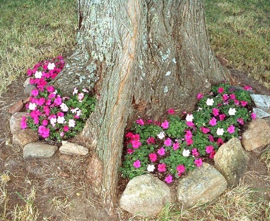 Impatient: Colorful shade flowers.