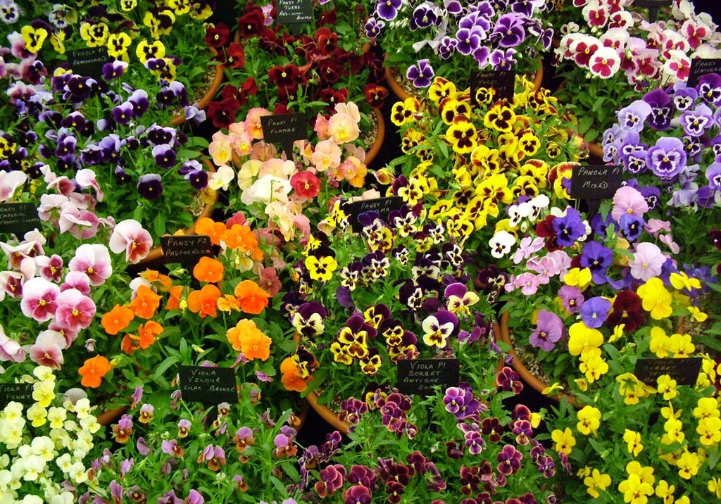 Colorful shade flowers-pansies and violas.
