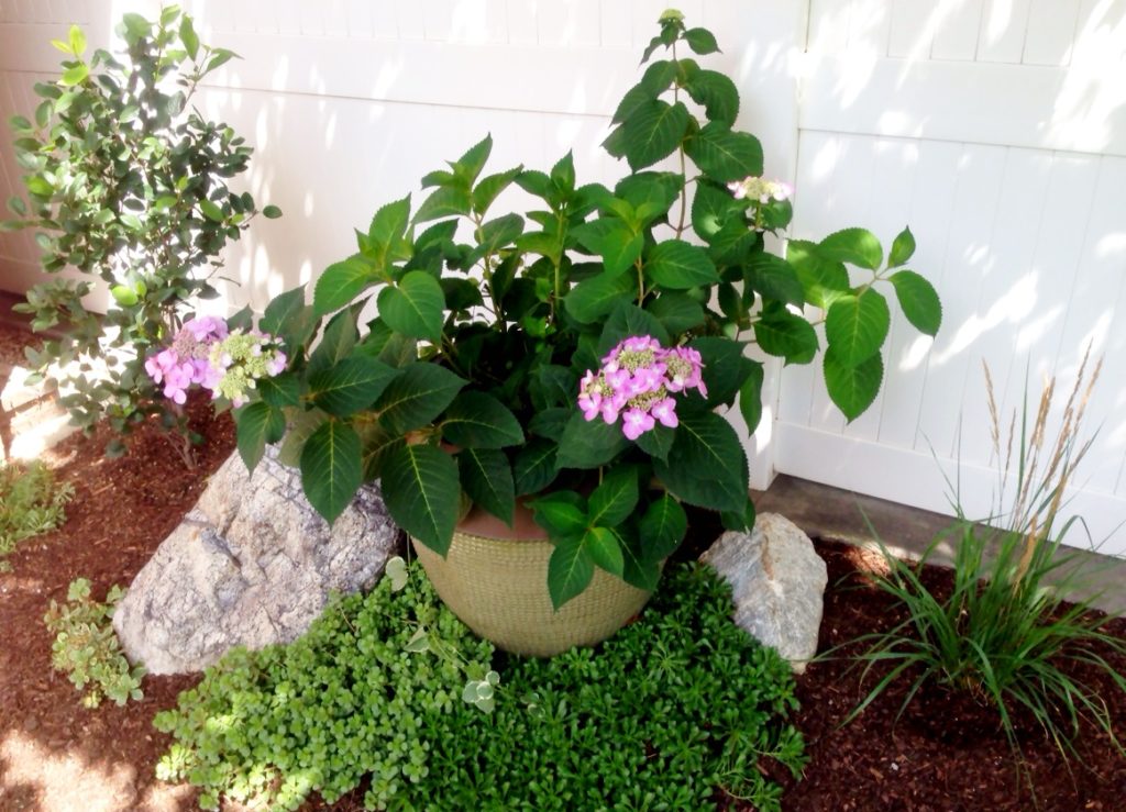 Easy to grow Endless Summer hydrangeas.