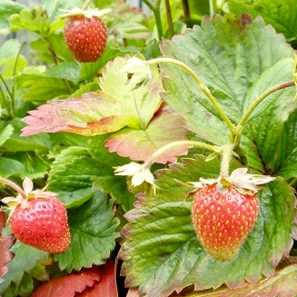 Growing strawberries!