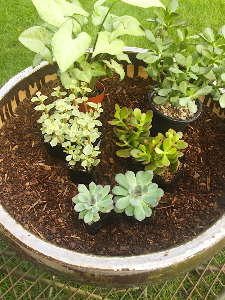 Making a fairy garden.