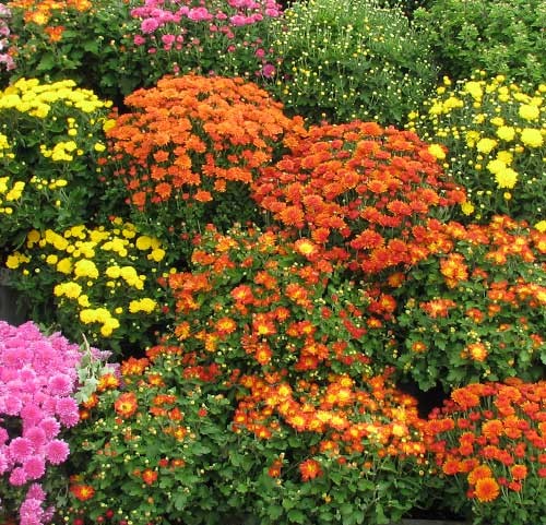 Fall mums.