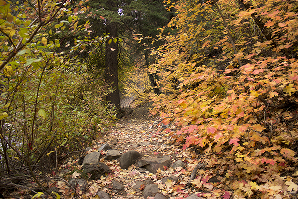 Mueller Park leaves