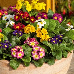 Garden Therapy! Pretty Flower Pots!