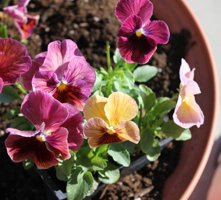 pansies-in-flower-pots-11