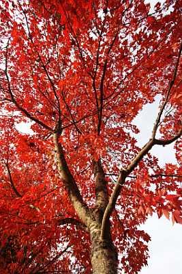 Autumn Blaze Maple.