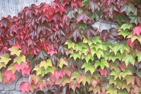 Boston Ivy. 