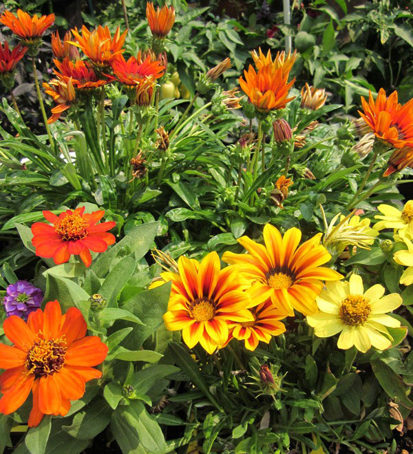 Fall gazanias.