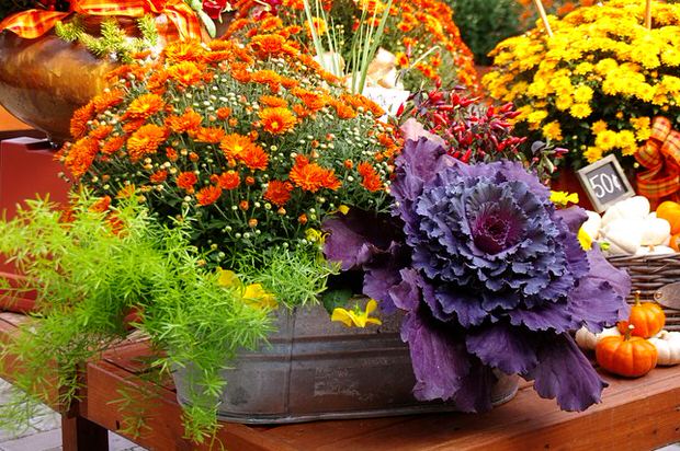 Fall flower pots.