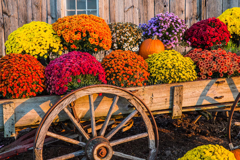 Garden Therapy! Fall Foliage!