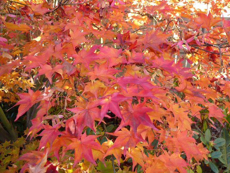 Japanese Maple in fall.