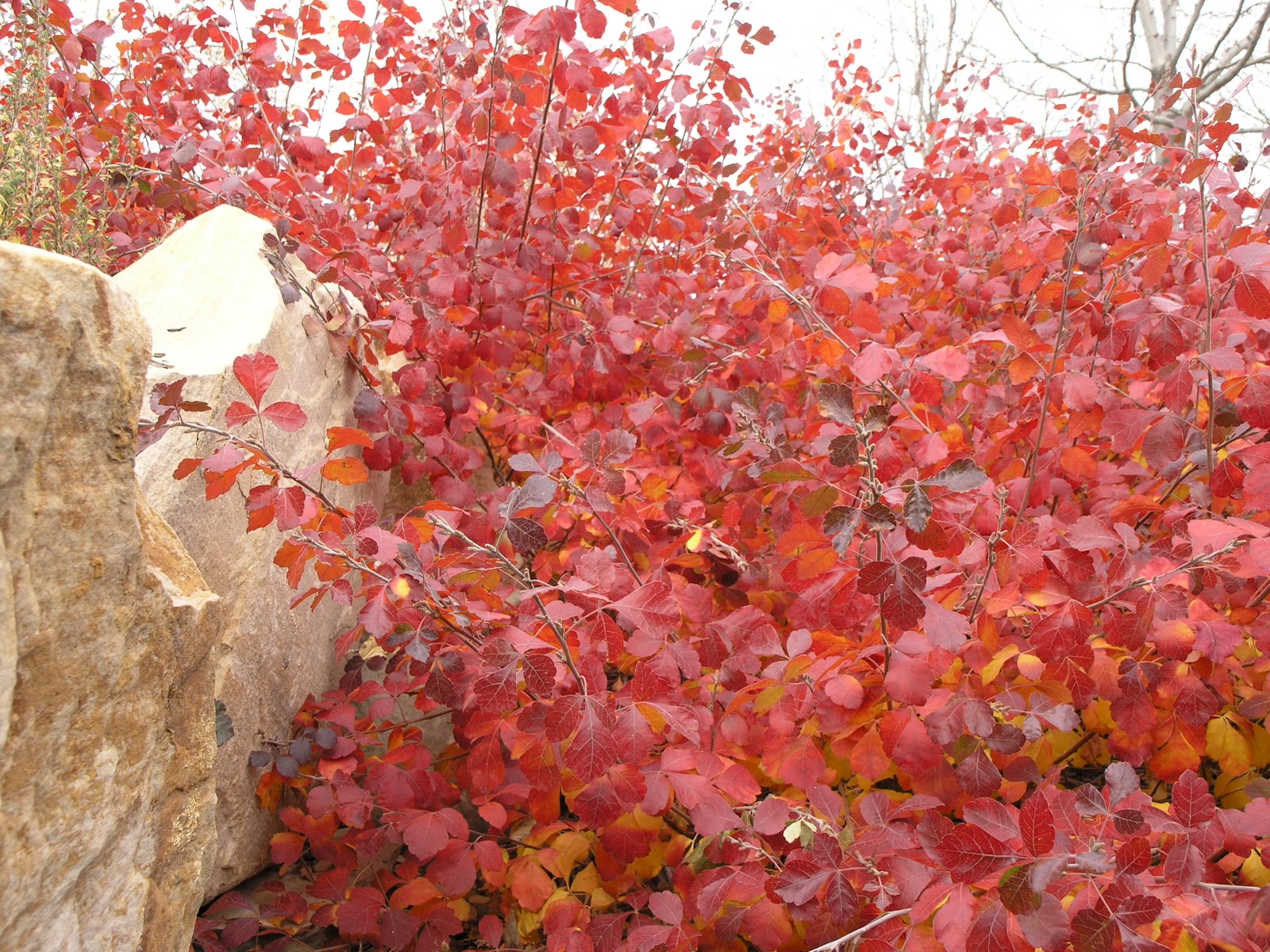 Low-grow sumac shrubs.