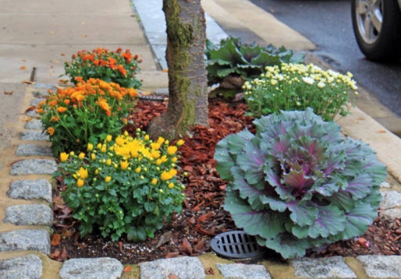 Fall plants.