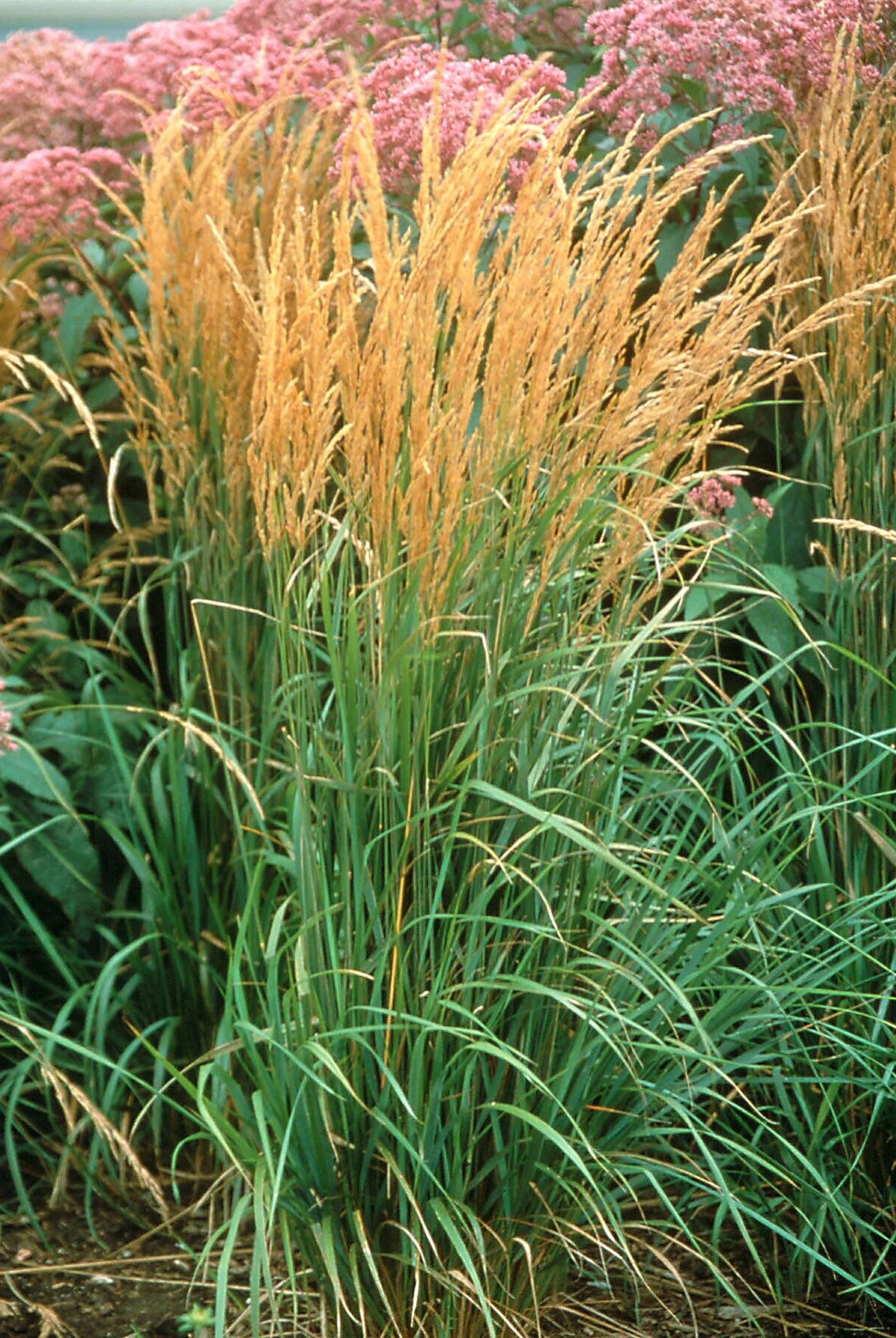 Forrester ornamental wheat gasses.