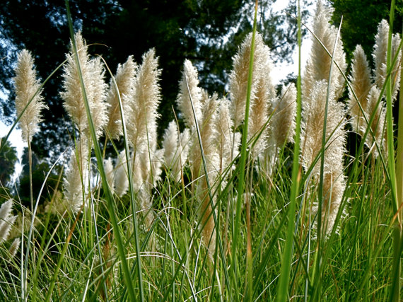 Pampas decorative grass.
