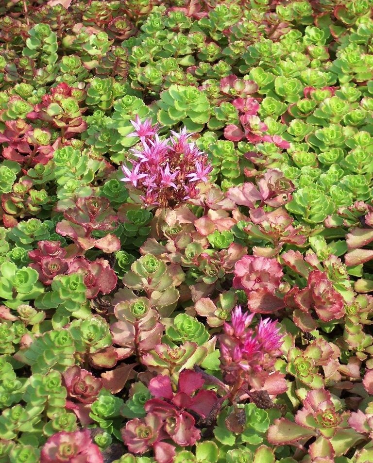 Sedum ground cover.