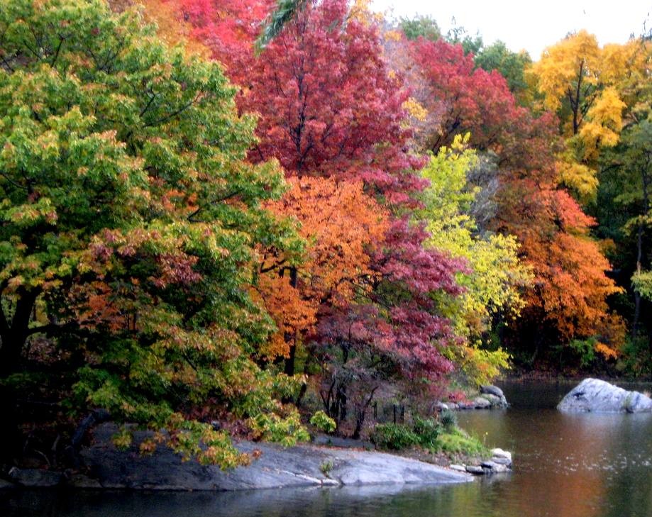 Garden Therapy! Fall Foliage!