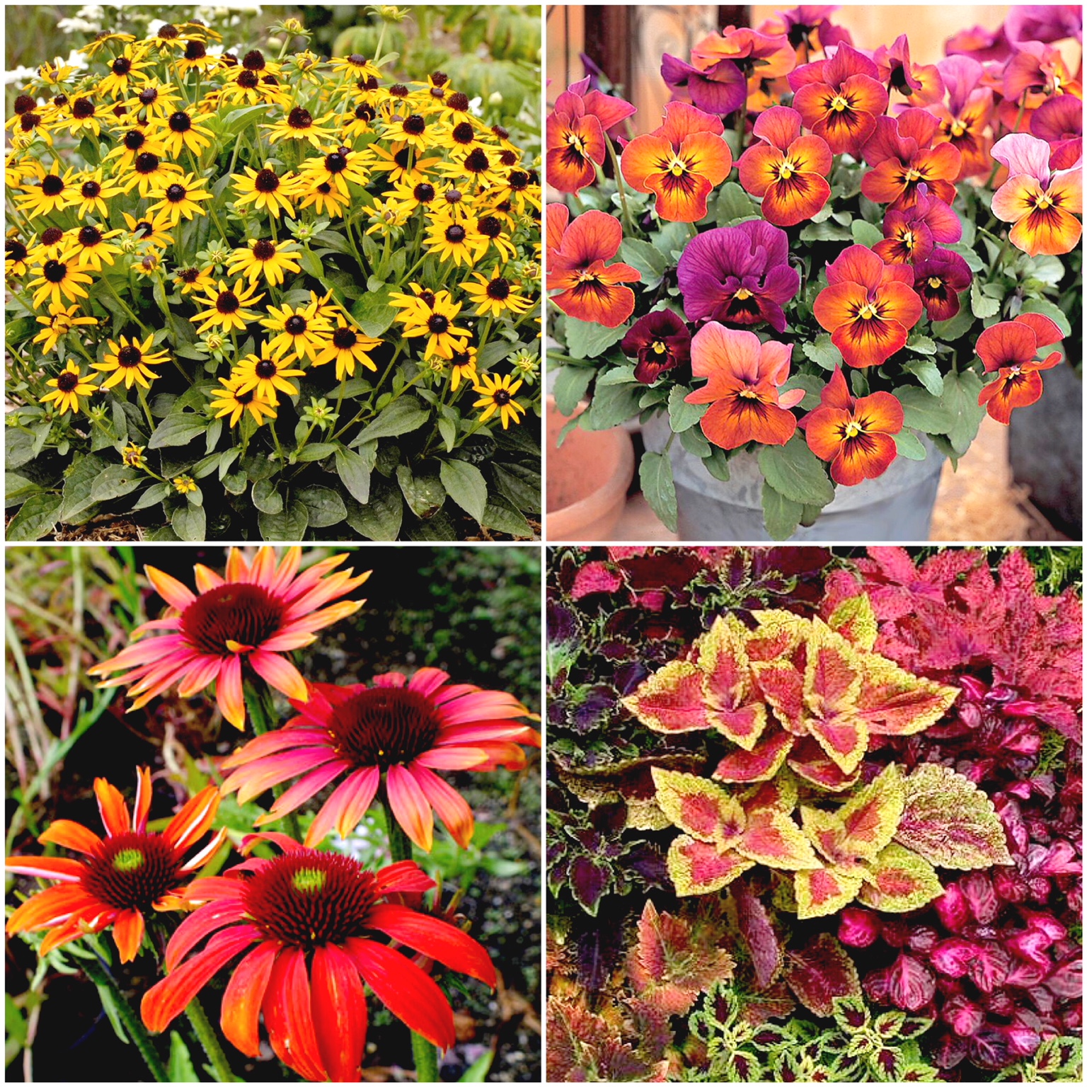 Garden Therapy! Fall Foliage!