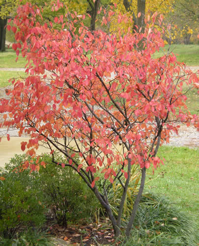 Service berry trees.