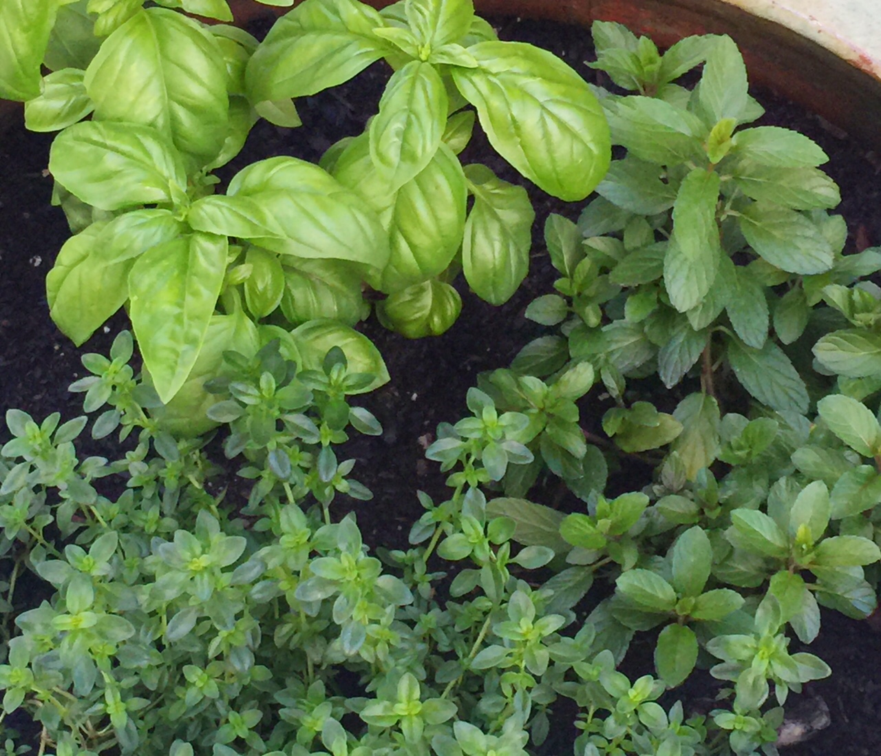 Garden Therapy! Planting Herbs…And A Mint Limeade Recipe! Tribute Journal
